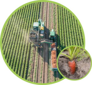 A photo, cropped into a circle with a thin green outline. The photo depicts a sun lit field of carrots, ready for harvest, from an aerial view. A combine (equipment used for harvesting) drives through the field, harvesting rows of carrots, and leaving turned over soil in it's wake. At the bottom right is a smaller bubble, with a photo of a carrot still in the ground, but with the root partially visible.