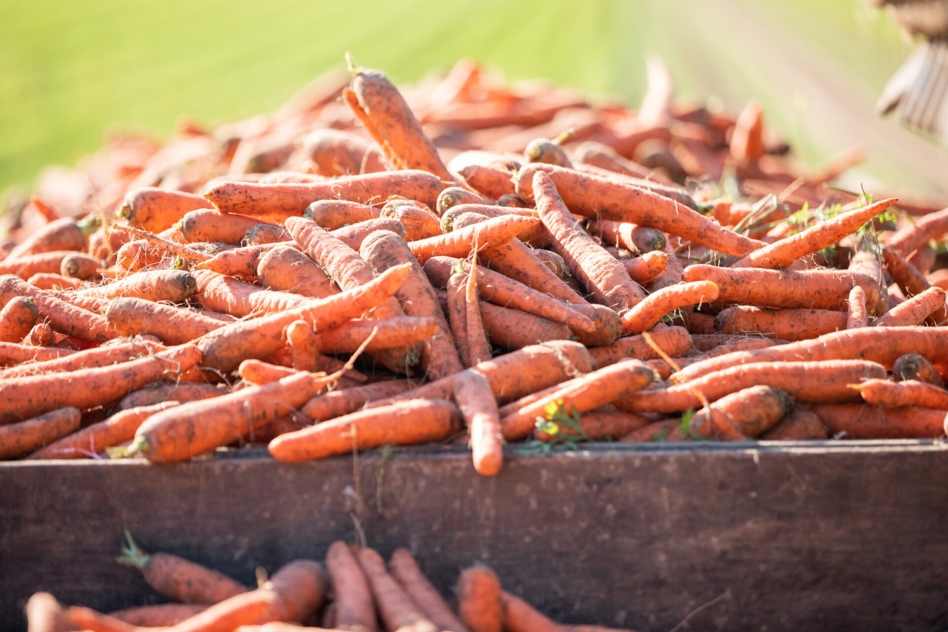 A crate full of fresh, just-harvested carrots.