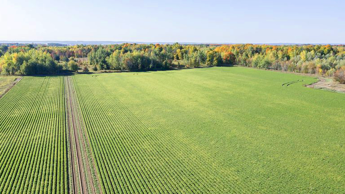 An aerial photo of one of our fields, with a vibrant green crop of carrots. The field is enclosed by a natural border of trees, their leaves displaying the full range of fall colours.