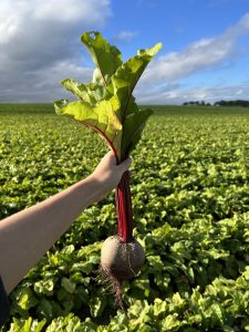 An outstretched arm holds a freshly picked beet up from it's stem. In the background is a field of beet plants.