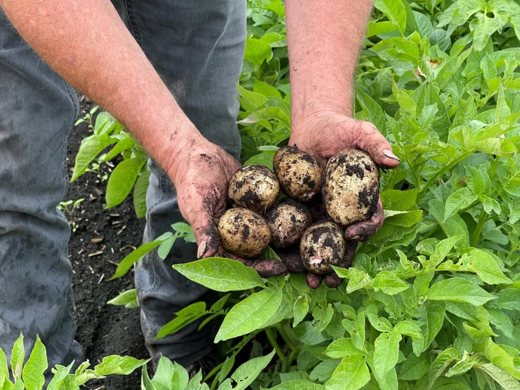 Grown Potatoes