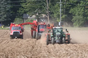 Potato Harvest