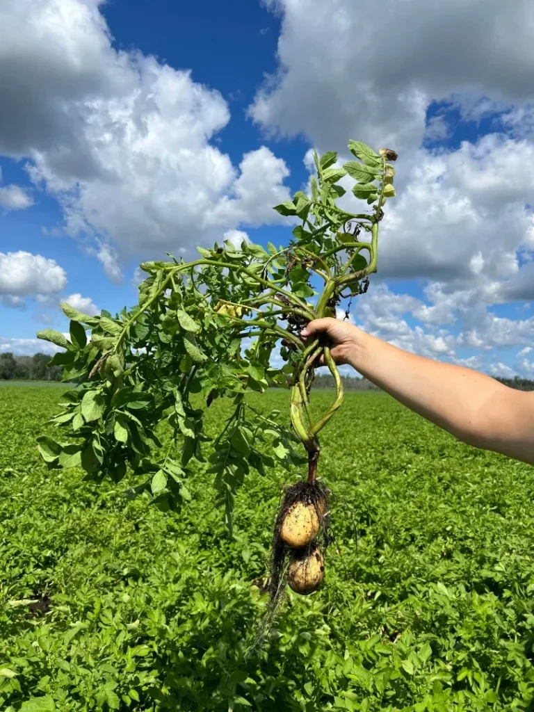 Field-Grown Vegetables