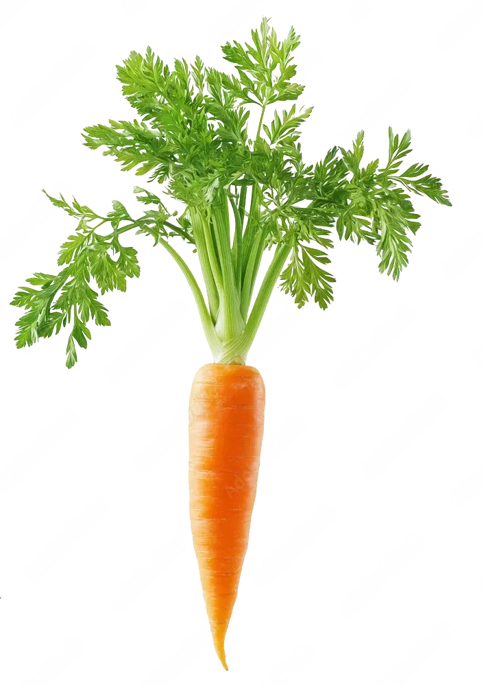 carrot main image