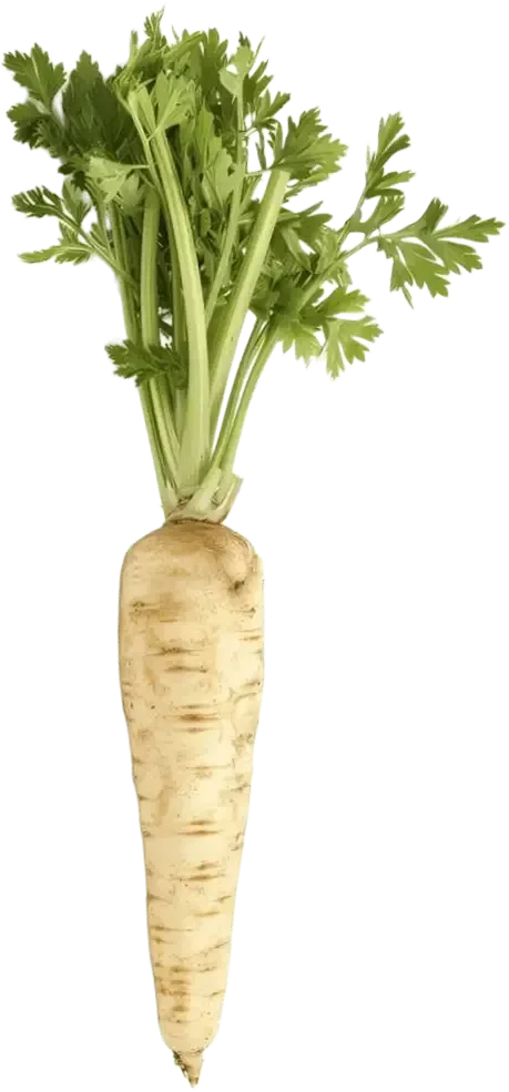 parsnip banner image