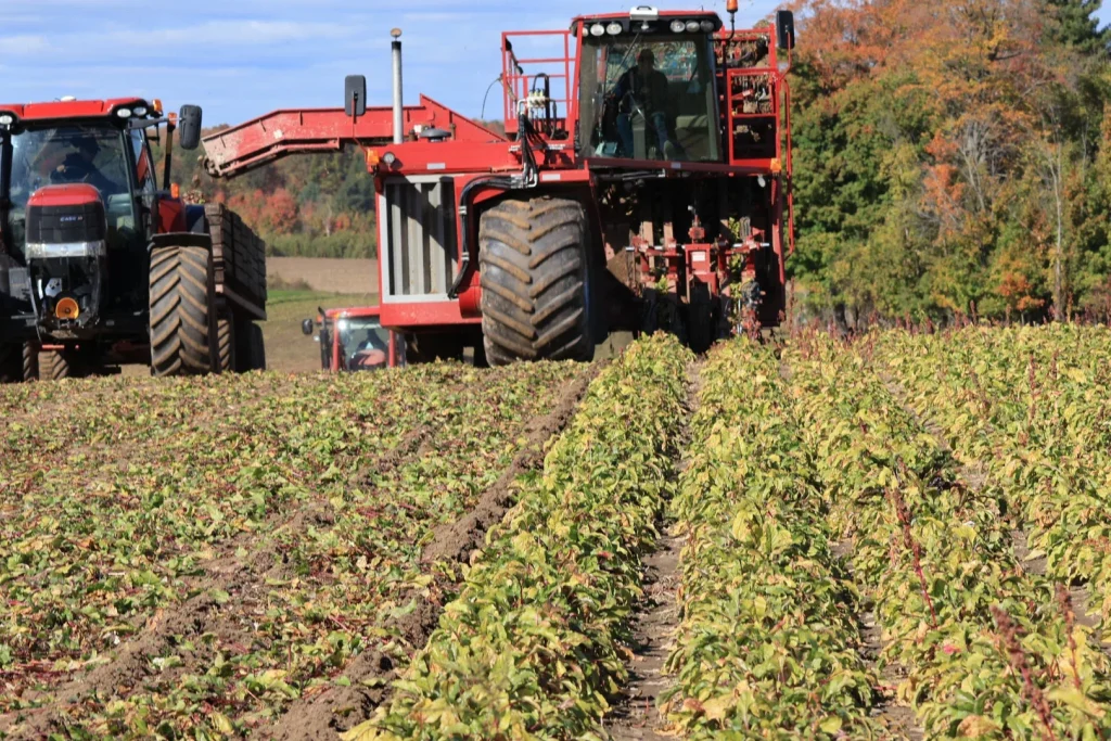 Beet Harvest 