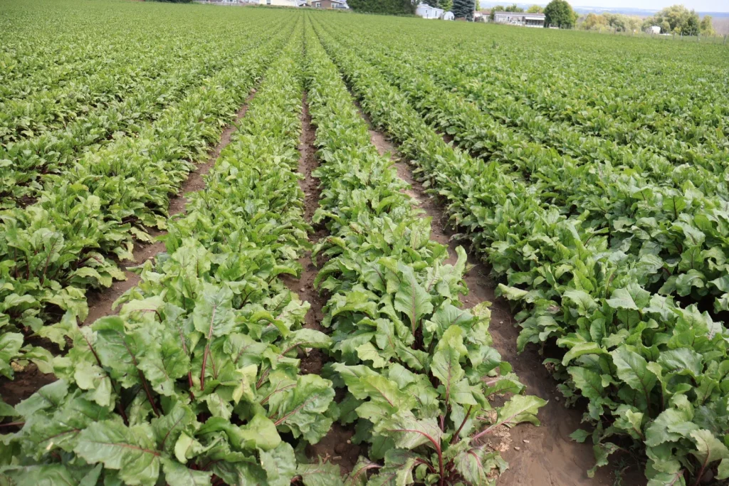 Beet field