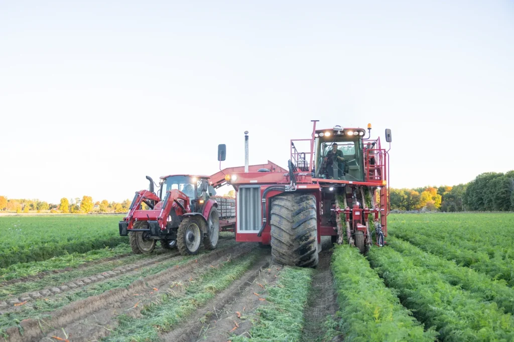 Our carrots thrive in rich, open soil, soaking up natural sunlight and essential minerals from the earth. 