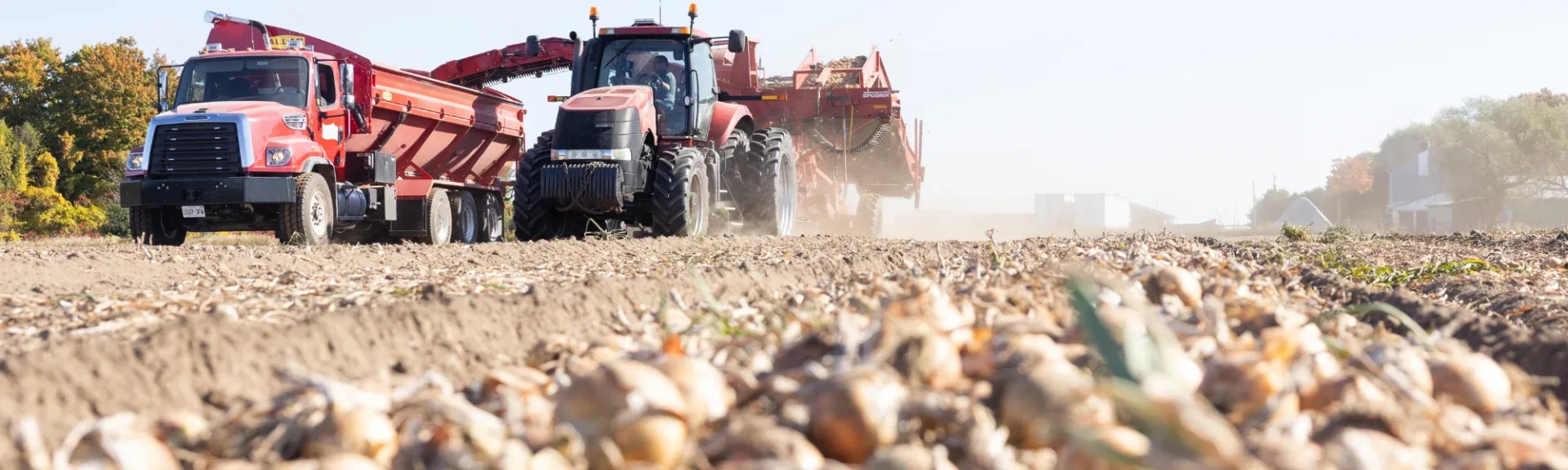 harvest season