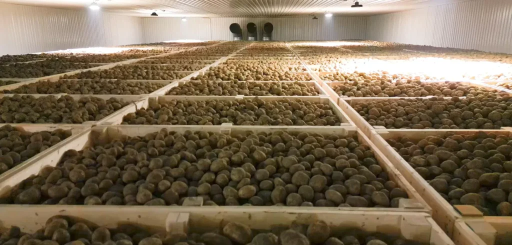 Potato Storage