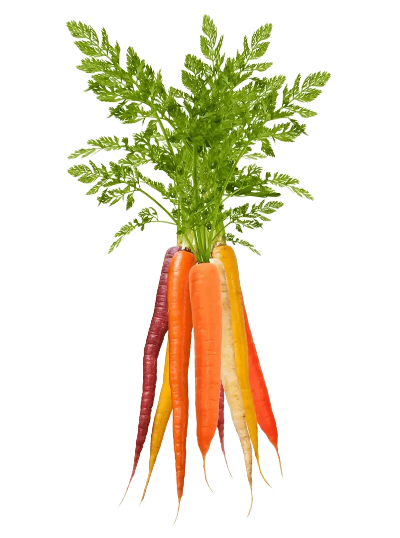 Rainbow Carrot 1 AdobeStock 279270557