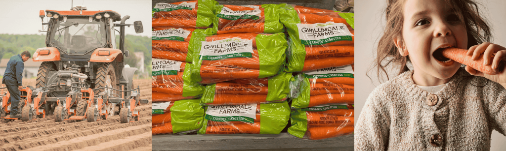 The Carrot Journey: A Sweet Story of Gwillimdale’s Field Grown Carrots 1 Carrot journey