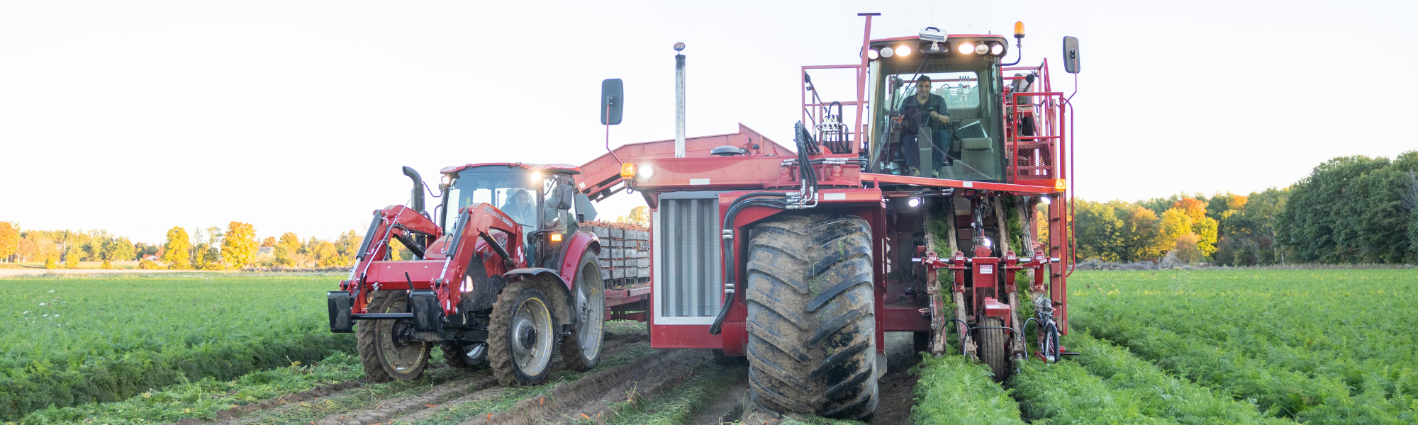 Harvest Season