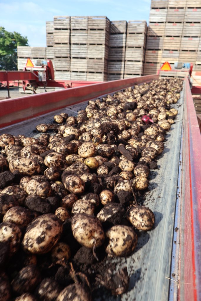 harvest Season